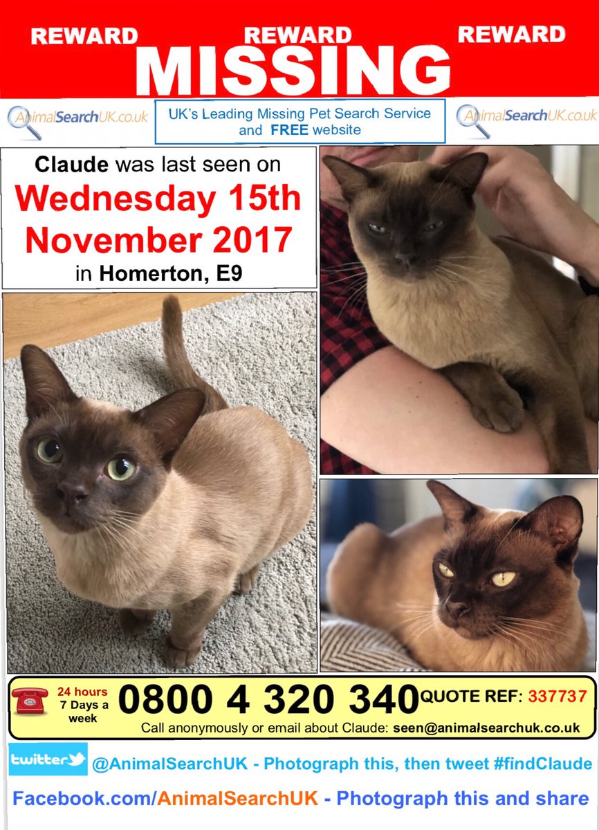 dickdanpete's tweet photo. @TheEllenShow can you help some crazy British dudes in London find their little cat?  We’re going all out to #findCLAUDE #petslost #Hackney #lostcat #burmese #animalsearchuk https://t.co/evF8DkvW8N