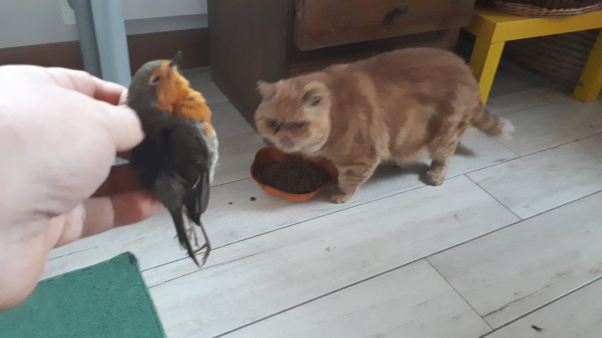 Che faccio? Lo denuncio alla Lipu