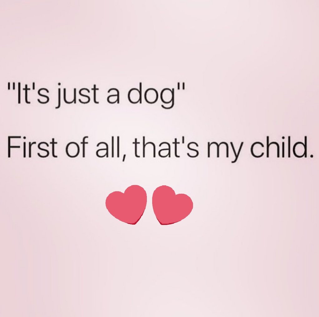 UnderheughArk's tweet photo. Too right #underheughark #AdoptDontShop #dogrescue #animalcharity https://t.co/8rAMBmJ9QJ