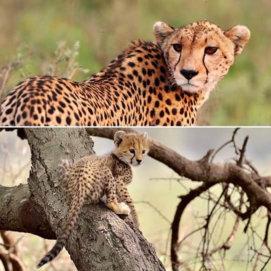 Worldsafariland's tweet photo. https://t.co/Wsd33WBeI7 
info@worldsafariland.com 
#2018 unlock the year with us in East Africa 🇹🇿🇰🇪well condition on hot &amp; dry climate . https://t.co/MW7JmlWsfa