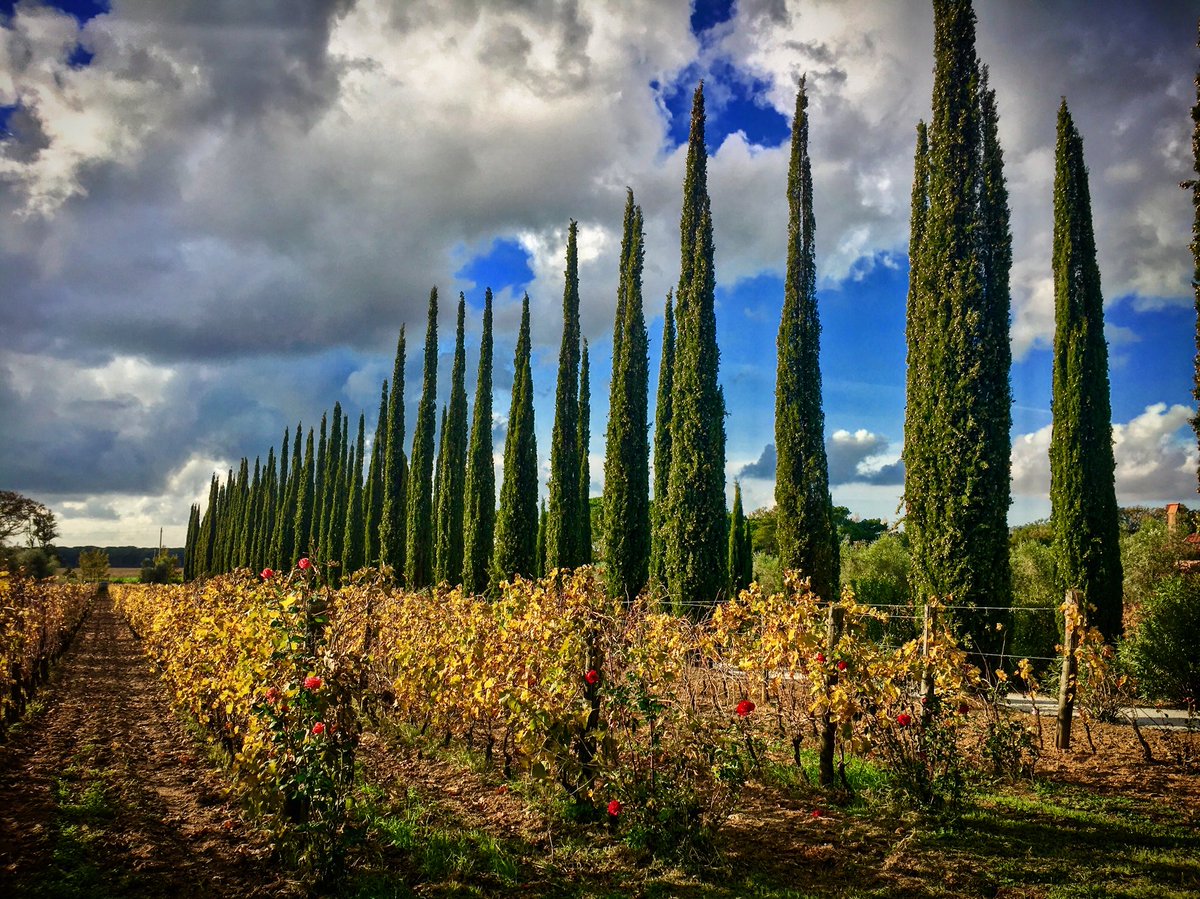 chiappiniwinery's tweet photo. Vi diamo il benvenuto nella nostra #azienda ! #chiappiniwinery #bolgheri #wine #landscape #winelover #vineyard #autumn #toscana #tuscany #cipressi https://t.co/i7cwqUxnsu