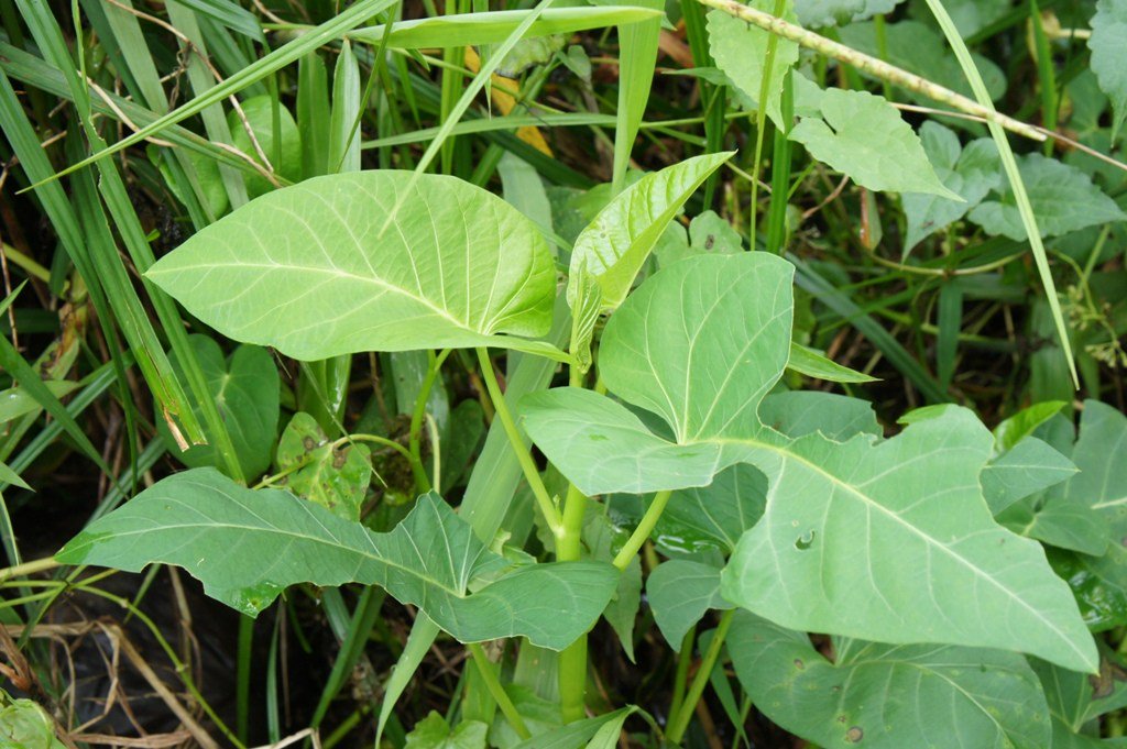 Morning glory of the waterGrowing thickly in the garden.Love of praise and pride in honorsIs not the way of the gentleman.Batang jati kangkungTumbuh rapat di dalam tamanSuka dipuji gemar disanjungBukanlah sifat orang budiman