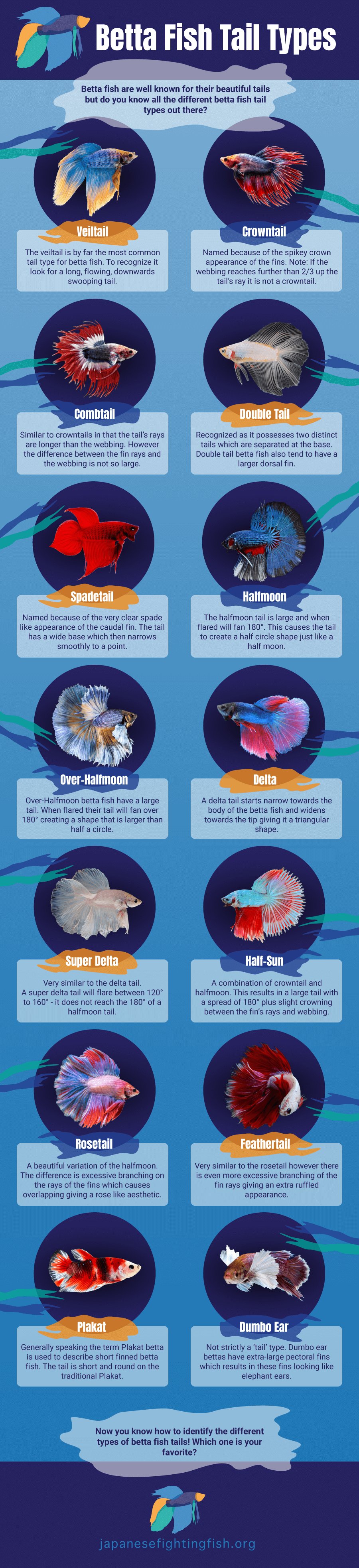 Betta Fish Care on X: The many beautiful betta fish tail types    / X