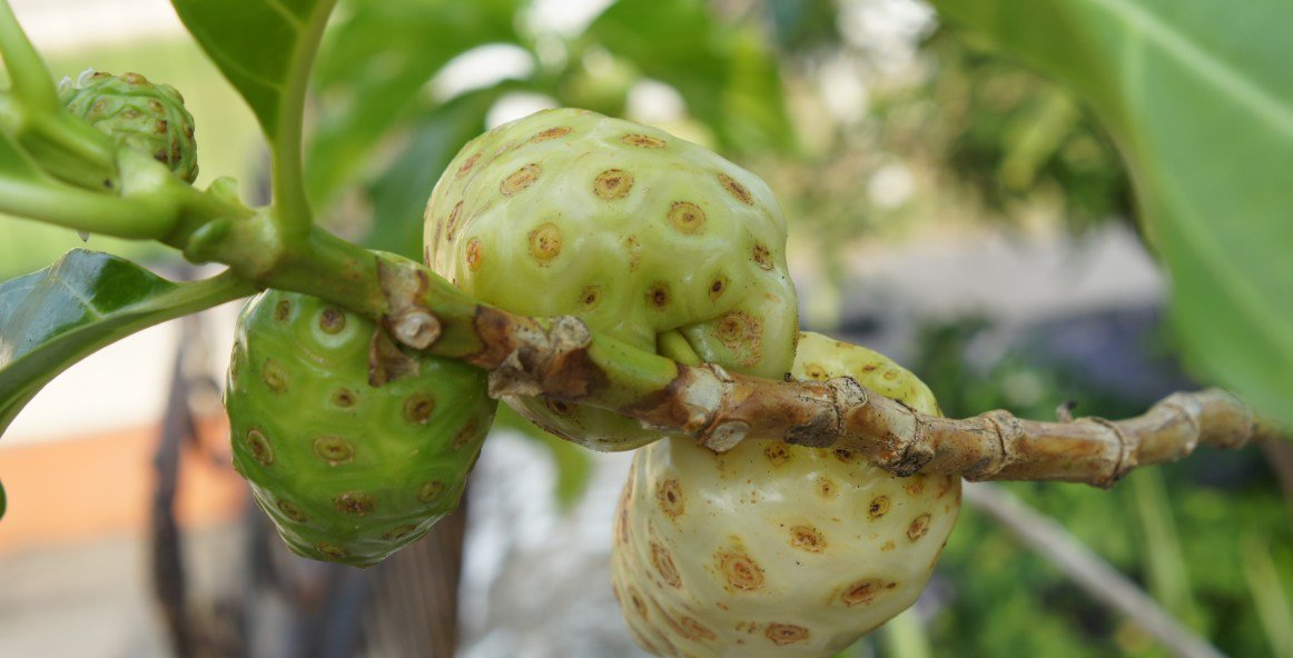 Noni growing beside the riverFruit spoiled by a fox in hungerI wait to collapse in death; my lover'sFallen in the arms of anotherBatang mengkudu di tepi sungaiPutiknya musnah dimakan musangAbang menunggu mati terkulaiAdik lah pindah ke tangan orang