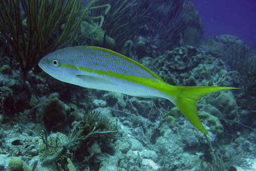 robertscottmk's tweet photo. Cayman Nightlife - What makes it so Special and Distinctive from Others? - Cayman Islands Submarine
#CaymanIslandsSubmarineride #CaymanIslandsSubmarinetour #BooksubmarinetourinCaymanonline #CaymanIslandsSubmarineArticle
https://t.co/zDKtkpZSaa https://t.co/DPOCXnc5qu