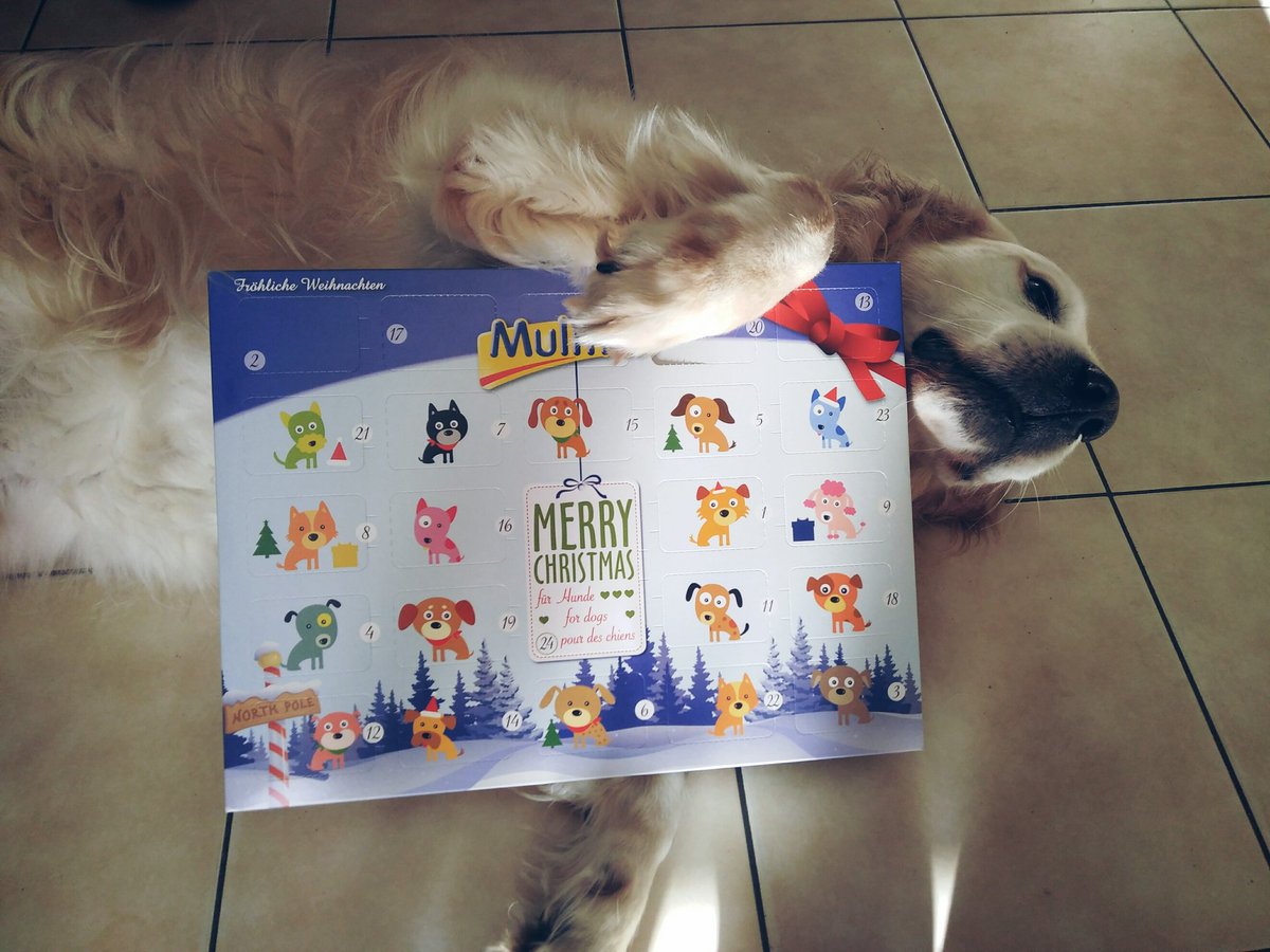 Lili_Pucienne's tweet photo. Monsieur a son calendrier de l'Avent monsieur est content
#Christmas #GoldenRetriever #MonGrosBebe #Xmas #Dog https://t.co/kRT6NVbO75