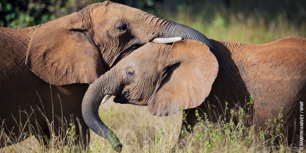 wwf_uk's tweet photo. When a herd member has been absent, elephants show great emotion when reconnected - #JustLikeUs with a long lost friend! 🐘 https://t.co/OgqS5Bhw9K