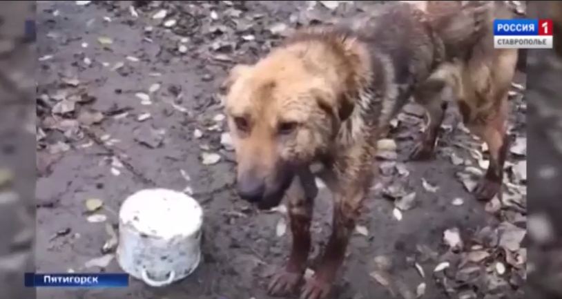 RussiaAnimals's tweet photo. Россиянин ради развлечения морил собаку голодом избивал ломом https://t.co/RfGQTr5nIJ #Пятигорск #ставрополье #зоопарк #Берендеево #animals #russia #animal #россия #контактныйзоопарк #россияне #dog #dogs #госдума #животныероссии #ставрополь #собака #зоопаркБерендеево https://t.co/QTyQ5vezSi