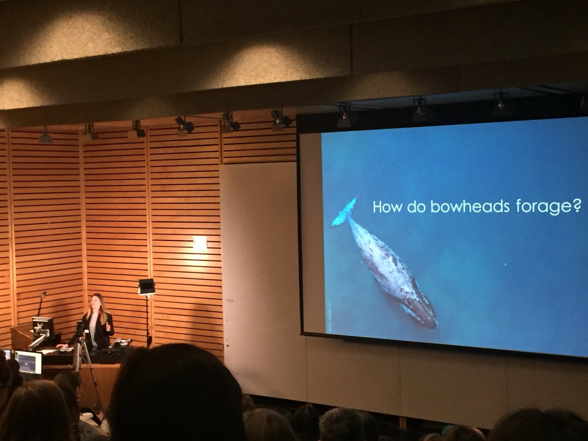 BiologistVolpov's tweet photo. How do bowhead whales forage? PhD cand. Sarah Fortune sharing her research #bcmms25 @SFortuneSea @ubcmarinemammal @UBCoceans https://t.co/uAT89Ur7FC