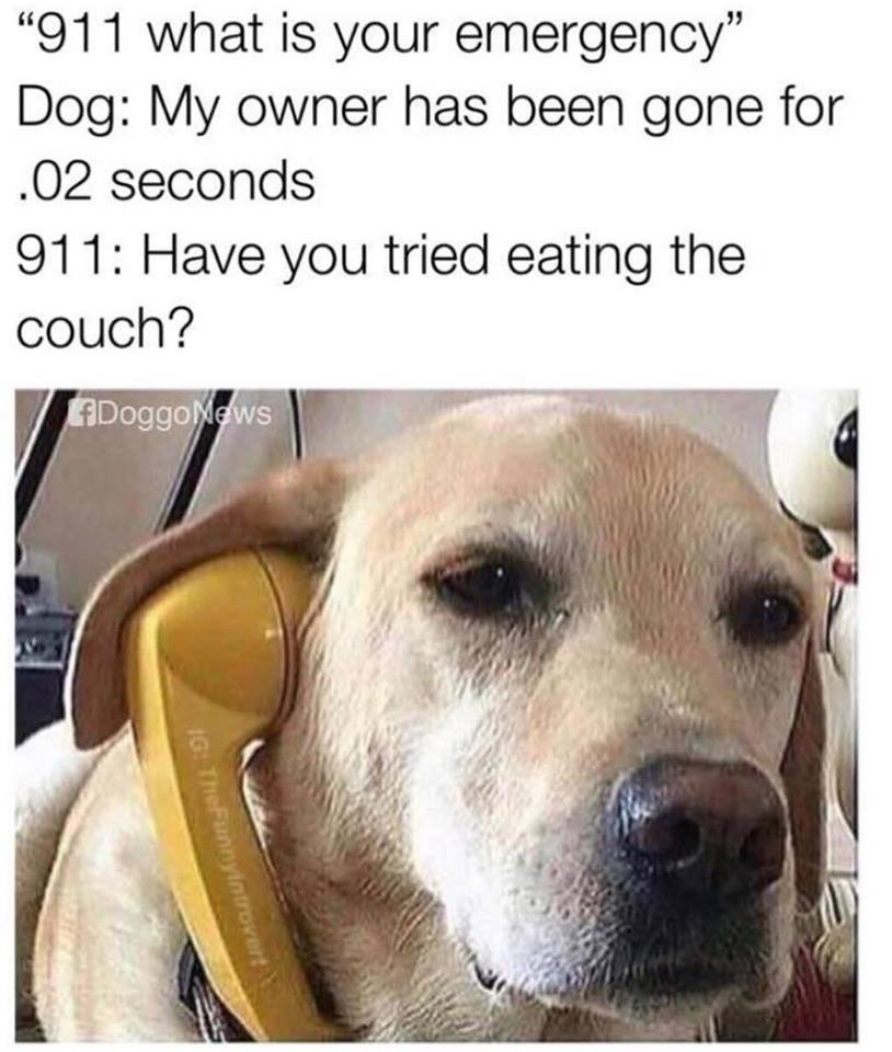 MensHumor's tweet photo. Dog Logic. https://t.co/EMEVmW8JOo