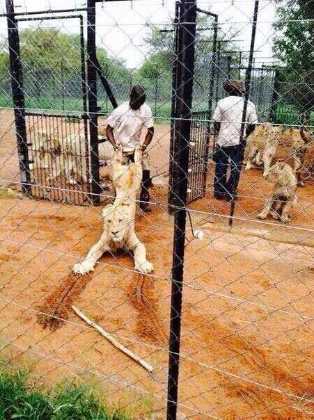 Disorder In The Ranks!! Canned 'Hunting' Splits Hunting Groups! protectallwildlifeblog.wordpress.com/canned-hunting… via <a href="/protect_wldlife/">PROTECT ALL WILDLIFE</a>

#BanCannedHunting