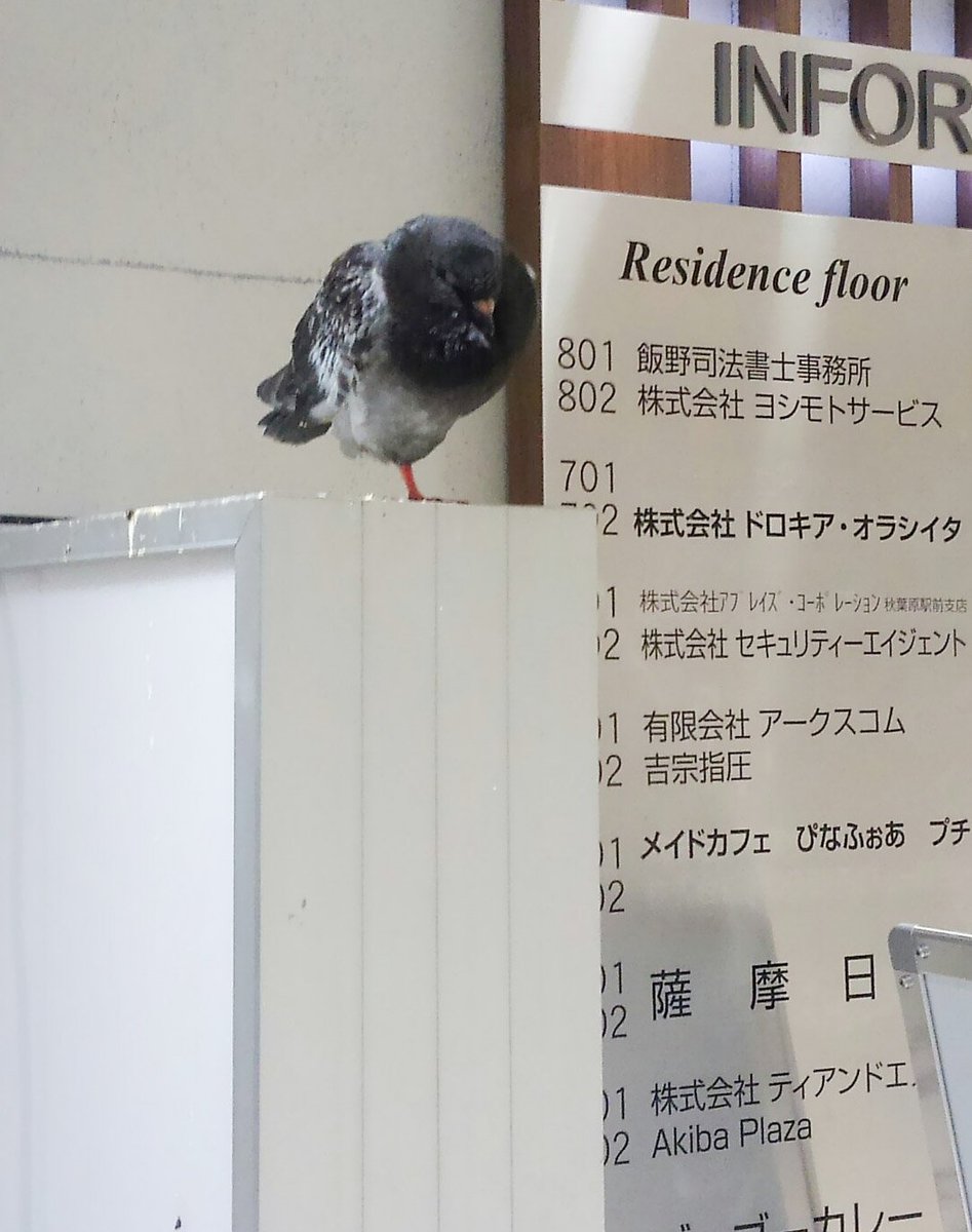 し ま ず 今日初めて鳩の寝てるところ見たけど片足で寝るんだね てかビルの中に入ってきて寝てるのにも驚いたけど