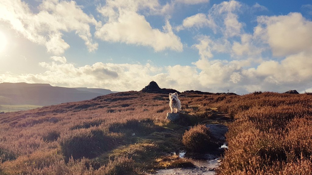 RachelNorthDog's tweet photo. White clouds and a #westie there somewhere.... #dogwalker #dogwalking #rothbury #northumberland #dogs #getoutside https://t.co/Iyl7f3sabt