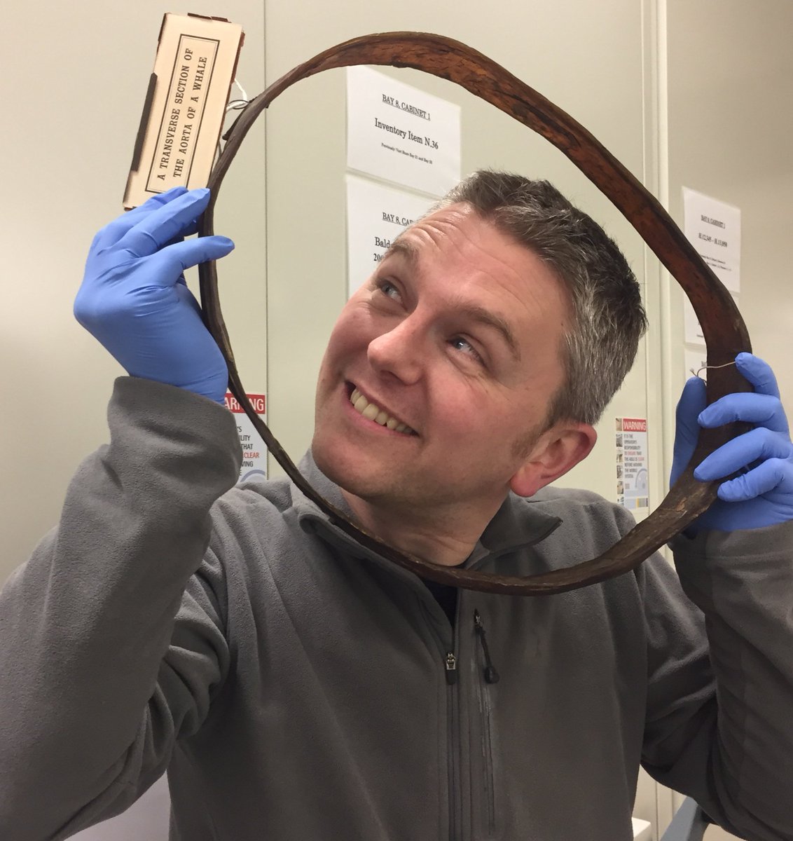 ZoologyMuseum's tweet photo. Our collections never stop surprising us! Prep for our #portalstotheworld session with @dementiaCOMPASS, led to @MigratoryMatt discovering that this aorta is from a #bluewhale! 🐋💙📜🔍 #archivestory #bigheartprojects https://t.co/QNs4Sk2L4j