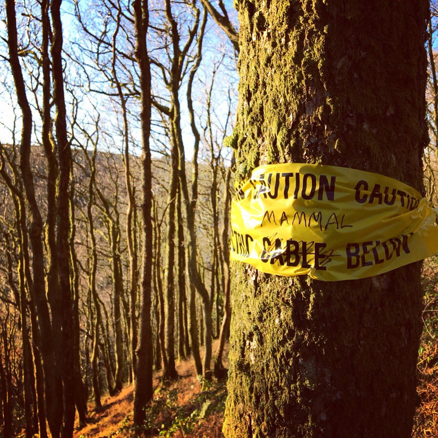 QuackAttack036's tweet image. We take proper precautions while out in the field! #NantBranWood #mammals #mastersproject