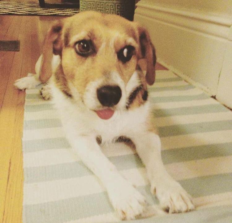 SelwynTownship's tweet photo. Have you seen Pearl? Missing since Thurs. night. Lost beagle mix in Lakefield.  Last seen Fri. around SGS Lakefield Research. She is a rescue dog and is very fearful of new people. Call 705-772-1294 or 705-927-6685 or 705-740-3508 if you see her. Pls Retweet! https://t.co/Z3DqaThjKV