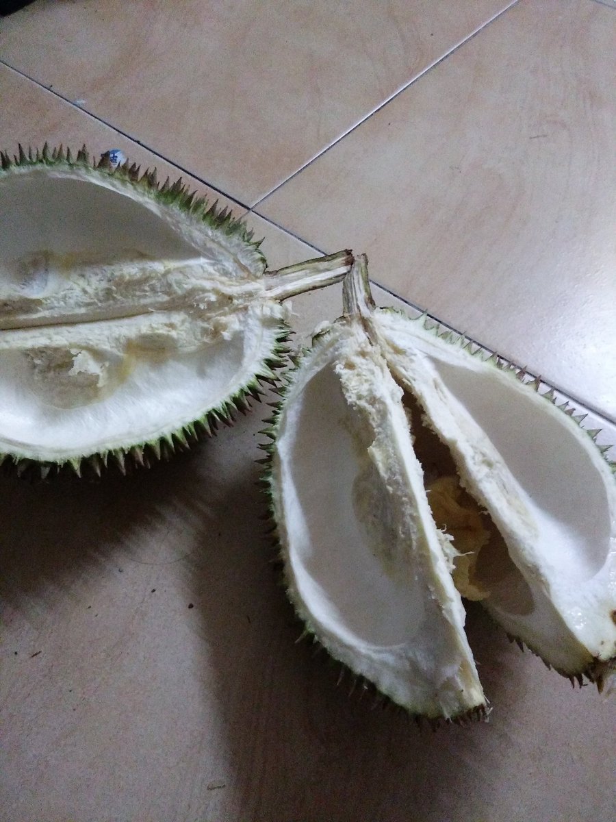 nxbilz4im's tweet photo. First durian aku sentuh 2k17, sebiji 40 hengget #ninggal https://t.co/cvkdy8Eh4F