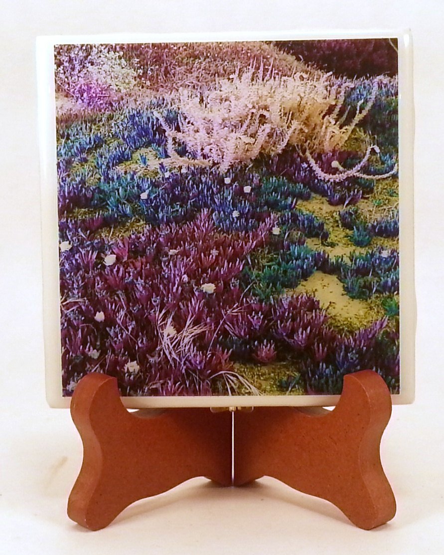 dovesclosetinc's tweet photo. Dune Plants Handmade Photo Coaster, FI0050 https://t.co/dQbxsqusq9 #DovesClosetInc #PhotoCoaster https://t.co/8GayRSkmxP