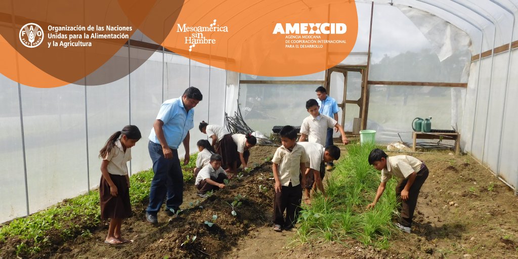 FAOAmericas's tweet photo. #MesoamericaHungerFree and @FAOBrasilCoop contribute to tackle malnutrition and achieve #ZeroHunger by strengthening #SchoolFeedingProgrammes https://t.co/69UEOFuY78