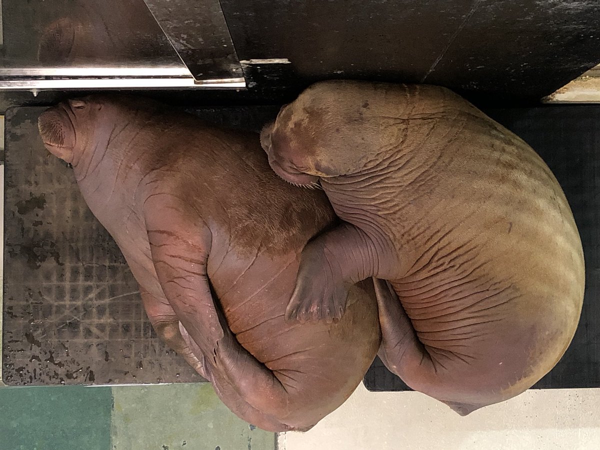 Gingers_Squad's tweet photo. Snuggle buddies sleeping in on a Saturday!!! #WalrusLove #WalrusWatch #TeamGinger #TeamAku https://t.co/GBJrPvrkBE