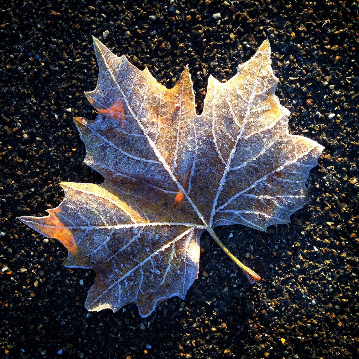 hulluniphoto's tweet photo. An exceptionally pretty frost on campus this morning @UniOfHull ❄❄❄ https://t.co/Z9ChvQ8OmF