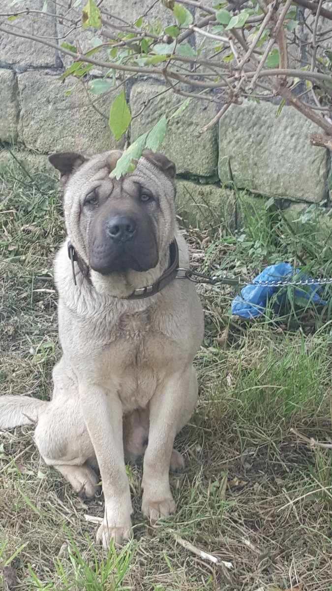 Destinologee's tweet photo. Charley a young Sharpei, stolen from his family. He was found abandoned & tied to a tree at the side of a canal on Monday 30.10.2017. Starving & thin, tied up so he couldn't lay down. He has been in police kennels since. Please @WestYorksPolice #FREECHARLEY https://t.co/5F2vUQMFj4