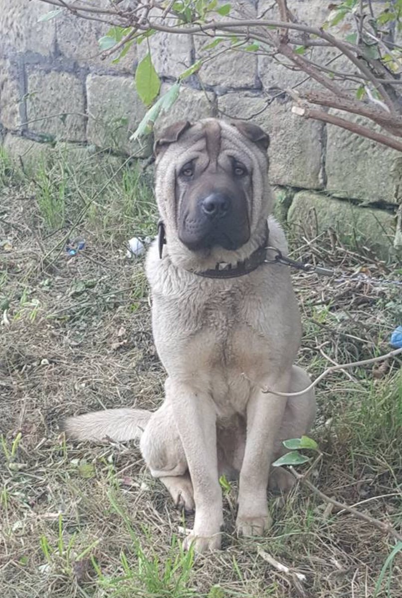 Kazzy525's tweet photo. Charley a young Sharpei, stolen from his family. He was found abandoned &amp; tied to a tree at the side of a canal on Monday 30.10.2017. Starving &amp; thin, tied up so he couldn't lay down. He has been in police kennels since. Please  @WestYorksPolice  #FREECHARLEY https://t.co/HR148PA6v2