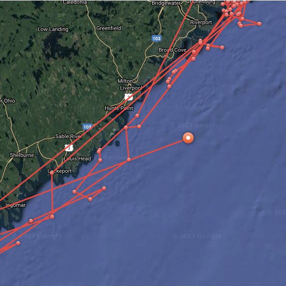 deep blue shark twitter deep blue shark twitter