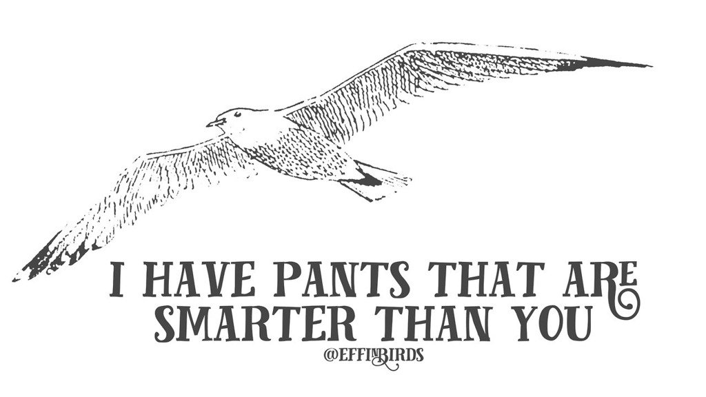 Effin' Birds (@effinbirds) on Twitter photo 