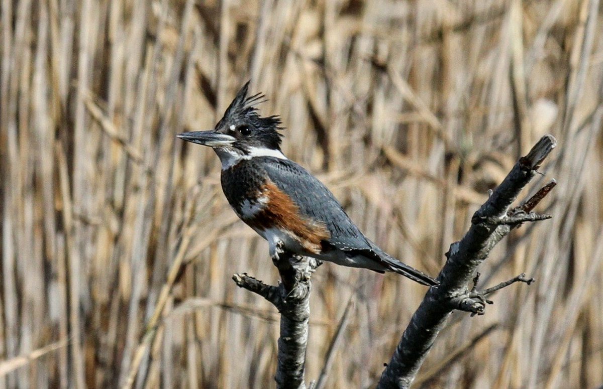 CapeHomepage's tweet photo. Belted Kingfisher hunting under cloudless skies in #Dennis #CapeCod #SesuitHarbor @CapeCodDaily @TimNBCBoston @capecodweather @DennisChamber @CapeCodWave1 #catcheye @nbcboston https://t.co/ex8DasG7Nt