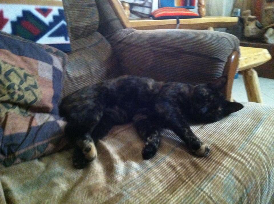 Doomsday3m's tweet photo. #Boots #BlackFridayHangover #Resting for #CyberMonday #Caturday #CatLife #CatChill #CatCalm #DoNotDisturb #LivingTheLife https://t.co/4vK70BMAyq