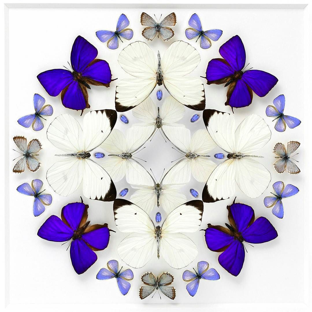 GalleryAmazing's tweet photo. 20x20 Inflorescence Study. Geographically diverse for such a simple piece. #France #Philippines #Indonesia #Canada #Laos
On view @GalleryAmazing December 5th - March 31, 2018 #christophermarley #artweek #artopening #artbasel #vernissage #galleryofamazingthings #biophiliaexhibit https://t.co/zC8bNV3YsF