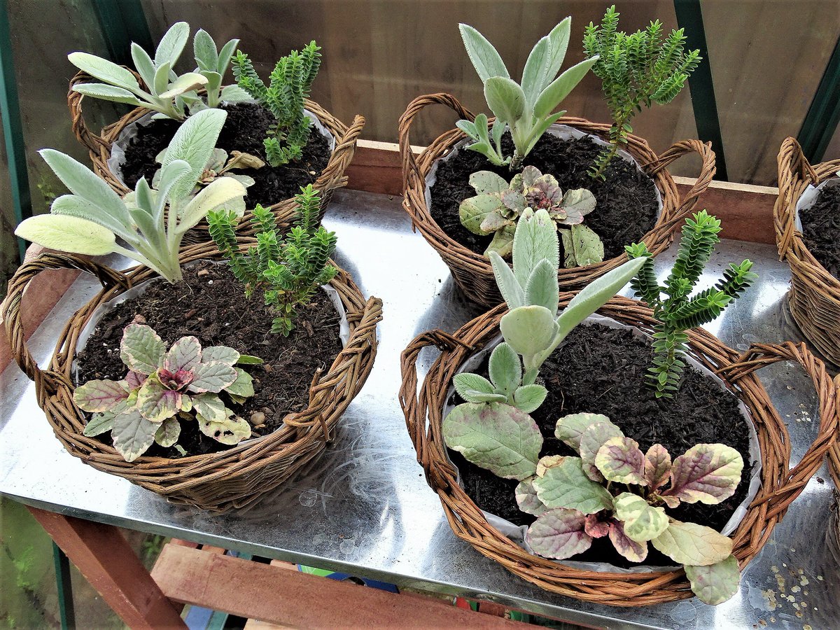 SepidehArkani's tweet photo. We will be @#Fortismere #School #Christmas #fair, #Tetherdown, #Muswell #Hill, N10 1NE on #Sunday #3rd #December. Hope to see you there:)
Our #stock includes #sensory #bed / #border #starting #kit and #herb / #kitchen #garden starting kit #gift #baskets. @#FortismereChristmasFair https://t.co/nu3EB76mz2