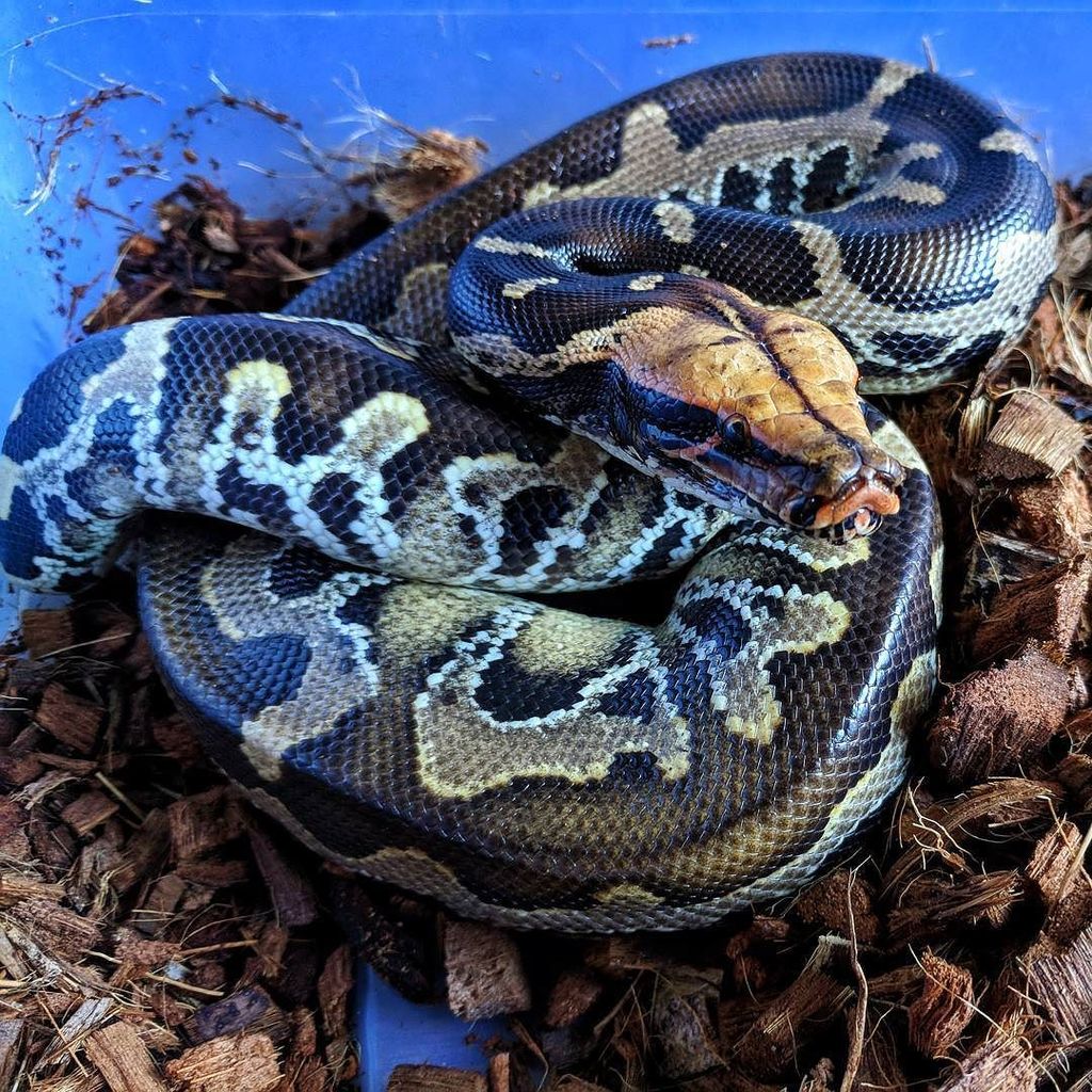 DesignerExotics's tweet image. Pumpkin Head Sumatran male produced by @coldbloodedearth. Looking forward to pairing him up with our female pumpkin head in time. #snakes #python #shorttailpython #sumatran #reptiles #designerexotics
