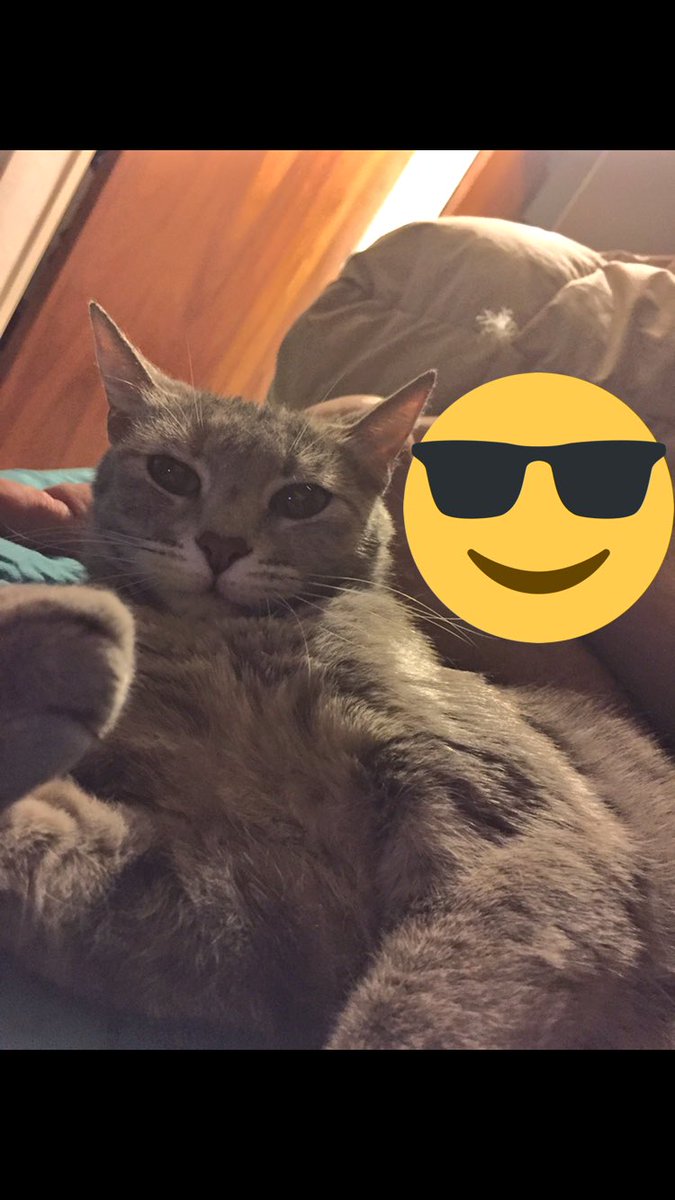 BMBmica's tweet photo. Mi gato tranquilamente podría ser seguridad del sr Macri 😂 #Morrison modo patotero 💕💕 #BuenSabado sábado https://t.co/I9BvrW9a7Y