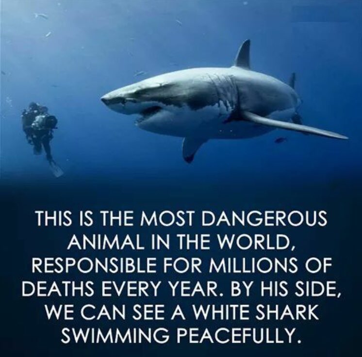 SHACKARONE's tweet photo. #shark #greatwhite #nature #humansaretheproblem https://t.co/bBPwX6Biep