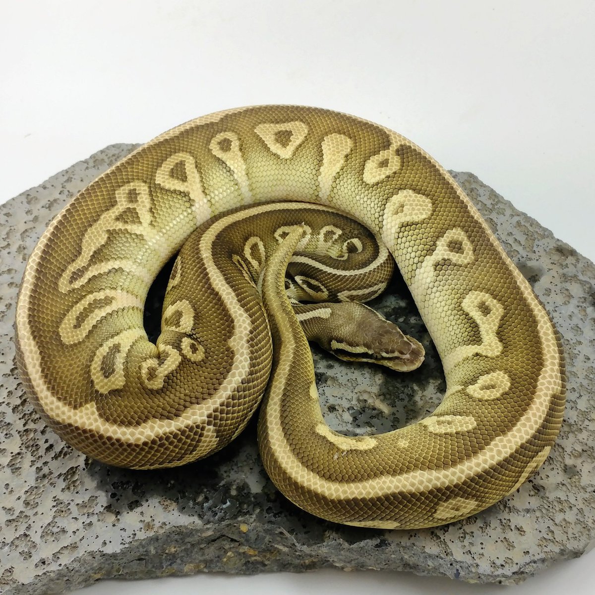 MorphMilitia's tweet photo. Leopard combos are always exciting plus this girl has potential
https://t.co/C9yUHmlFsV
#snake #ballpython #Reptiles https://t.co/xvvUlbK0x6