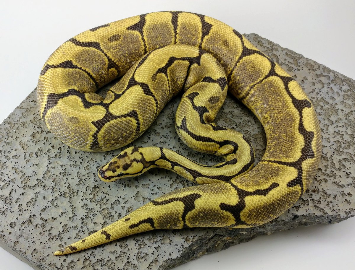 MorphMilitia's tweet photo. Fire ignites any combo and I have a few ideas for this girl.
https://t.co/C9yUHmlFsV
#snake #reptile #ballpython https://t.co/llYhozCcBb