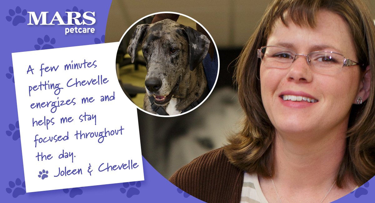MarsPetcareUS's tweet photo. Why do #PetsWorkAtWork? A short break can be helpful during a busy day. "A few minutes petting Chevelle energizes me and helps me stay focused," explains our Associate Joleen. #PawsitivelyMars https://t.co/hT2ELFhcwn