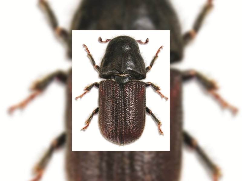 Still No Threat of Mountain Pine Beetle in Saskatchewan dlvr.it/Q2pwWL https://t.co/ELBH4IQdeb