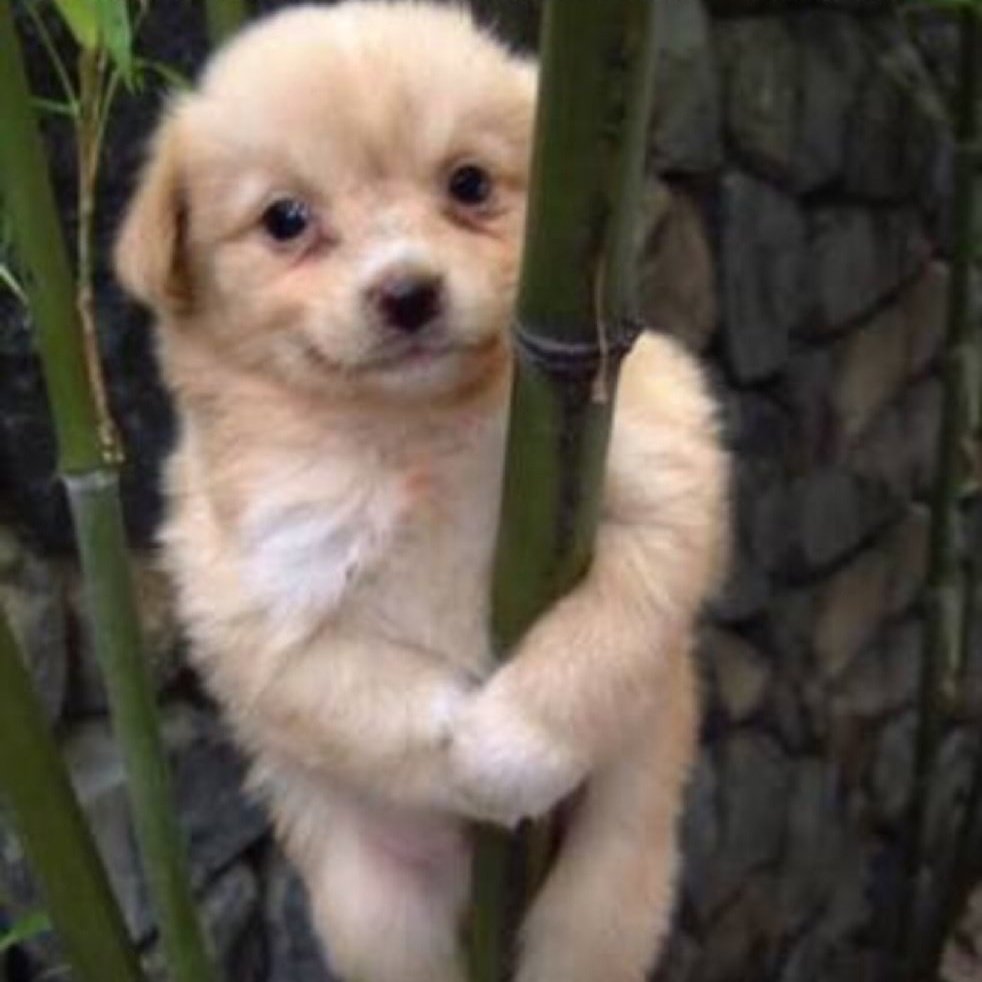IfunnyBrasil's tweet photo. Cansei de ser cachorro
Agora eu sou um panda https://t.co/YrfdWJM9Z0
