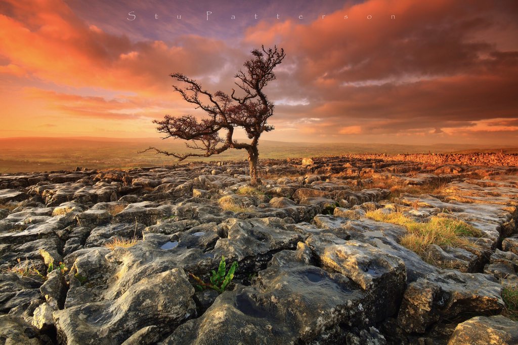 A recent trip to North Wales, we took a halfway break at #ingletonscar for #sunrise , managed to get a few great shots of #lonetrees up on the #limestonepavement