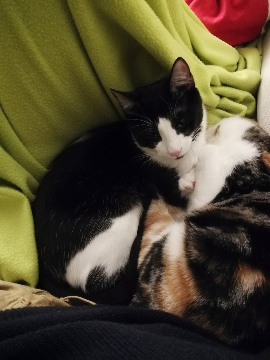 TRojo__'s tweet photo. A mi no me adoptaron en @ZarpasyColmillo pero a mi hermanita sí. Ella no estuvo en una jaula, la cuidaron hasta que mis papis la trajeron a casa. Por favor, nunca menospreciemos la labor de estas protectoras a la hora de salvarnos. https://t.co/cezI4nFYqg