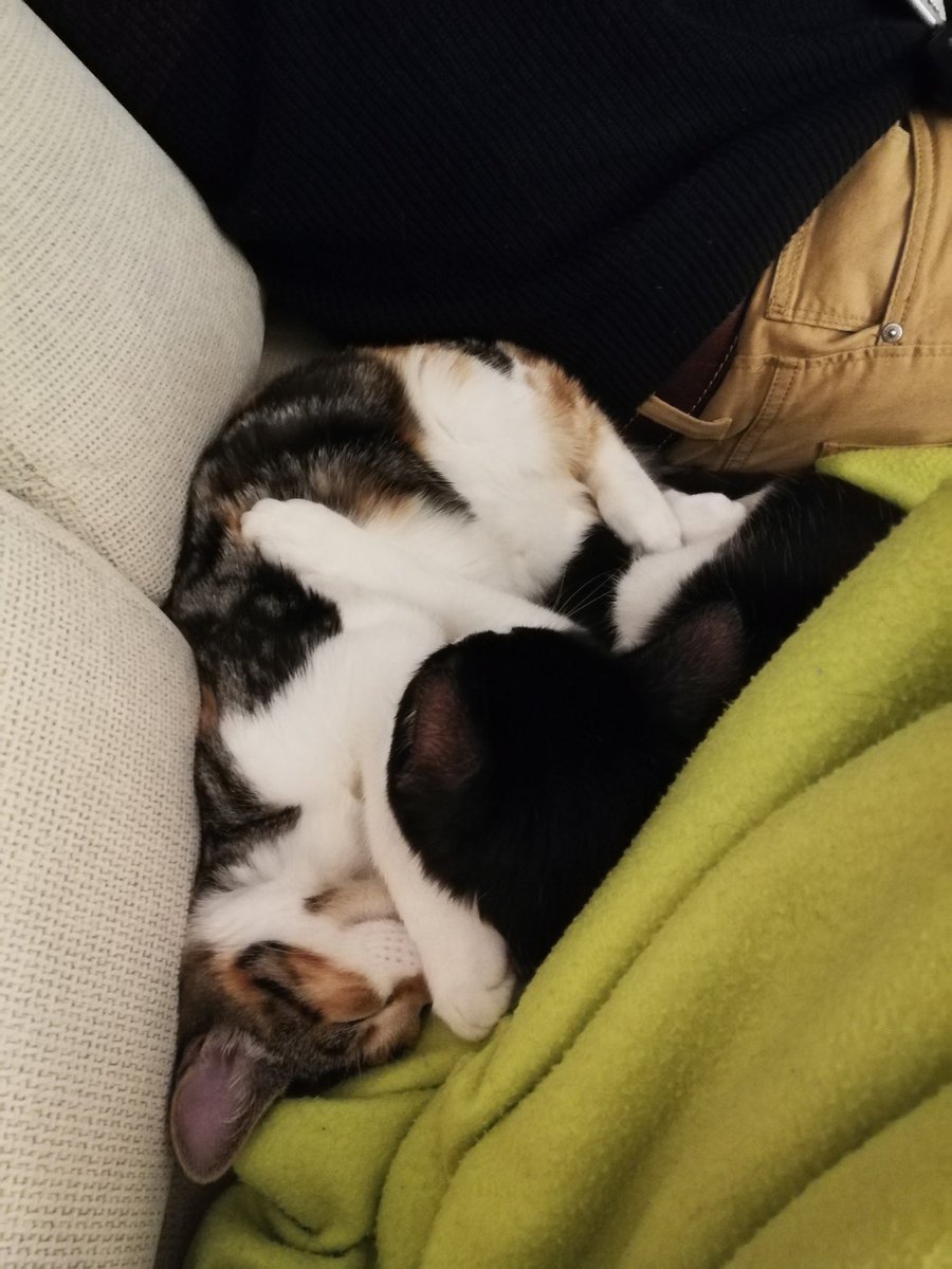 TRojo__'s tweet photo. A mi no me adoptaron en @ZarpasyColmillo pero a mi hermanita sí. Ella no estuvo en una jaula, la cuidaron hasta que mis papis la trajeron a casa. Por favor, nunca menospreciemos la labor de estas protectoras a la hora de salvarnos. https://t.co/cezI4nFYqg