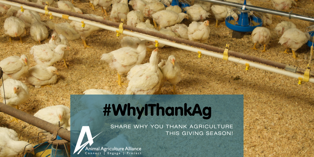 animalag's tweet photo. For all the chicken farmers who rely on sound-science to grow healthy flocks! #WhyIThankAg https://t.co/wEM1wiJ6FE