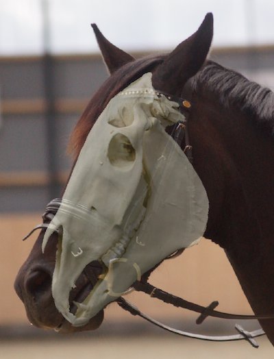 tspiritedhorse's tweet photo. New blog post on narrative in archaeology: https://t.co/G4Miijswsi #archaeologicalstorytelling #bitwear #domestication #archaeologicalnarrative #multivocality #objectbiography #equidstory https://t.co/ymGuBuG74H