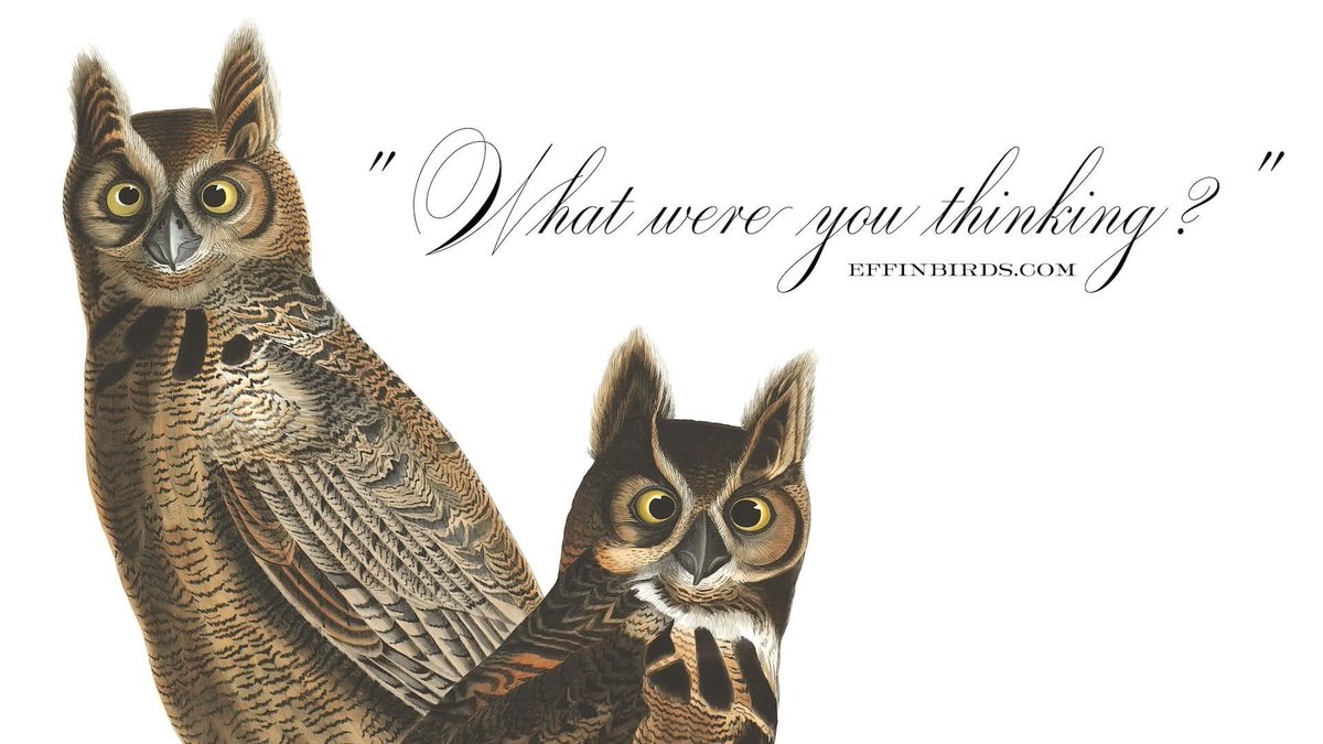 Owl eyes are astonishingly large in proportion to the size of an owl's head. But this comes with pros and cons. ow.ly/pcFg30gge8z <a href="/EffinBirds/">Effin' Birds</a>