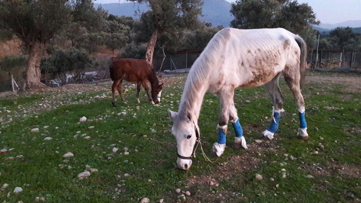 Canım Adalı.. 5 ay önce, Büyükada'da fayton koşamayacağı için yol kenarına ölsün diye atılmıştı,kalkamıyordu. Ada gönüllüsü sevgili Pınar Satıoğlu ile ortaklaşa çabayla 5 aylık tedavisinin ardından bugün sahiplendirdik, yeni yuvasına gitti. Bu mutlu sonlar güç veriyor bu yolda 🙏