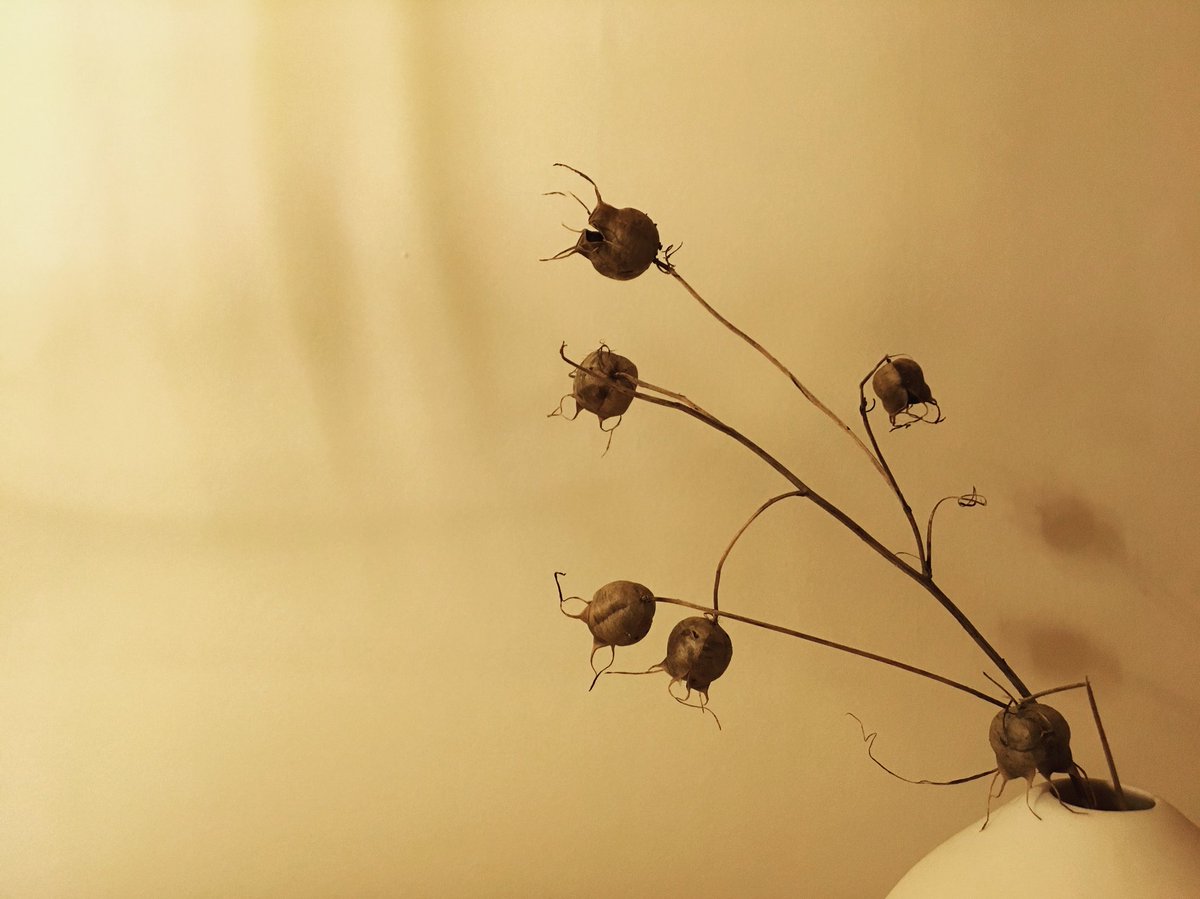 thedirtcreative's tweet photo. The eerie essence of autumn....
.
.
.
#nigella #pods #autumnshadows #shadows #autumn #natural #changeofseasons #transition #urbangardener #interiorinspiration #veganbrand #naturalbrand #essence #apothecary #aromatherapy #seedcollecting #naturallight https://t.co/w34LqAAFqR