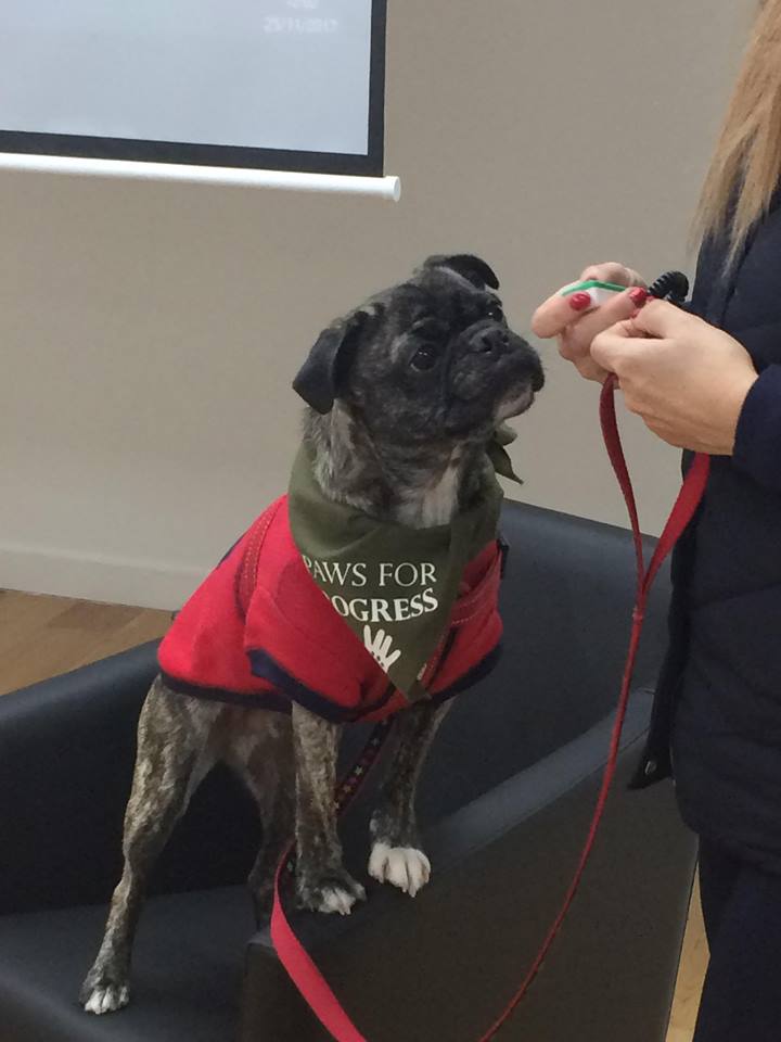 PawsforProgress's tweet photo. Big thank you to @sivainternation for a fab day of networking &amp; brainstorming at @Collabor8te_G1 to help raise funds for local organisations! Great to hear about the work of @h4th_thursday8 &amp; Giving what we can Glasgow! Here is Ambassadog Bug giving a #PawsforProgress demo! 🐾 https://t.co/Qitoirzk2q